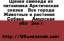 Щенки самоеда из питомника Арктическая сказка - Все города Животные и растения » Собаки   . Амурская обл.,Зея г.